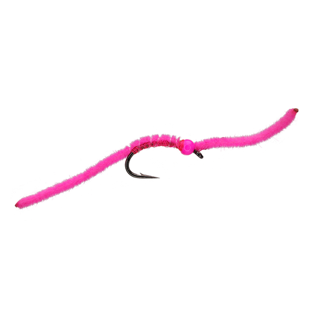 San Juan Worm