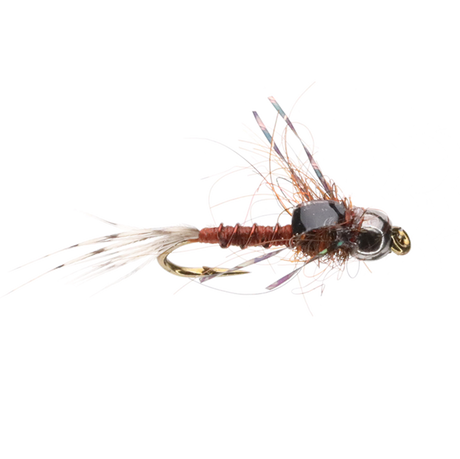 Bug E Nymph