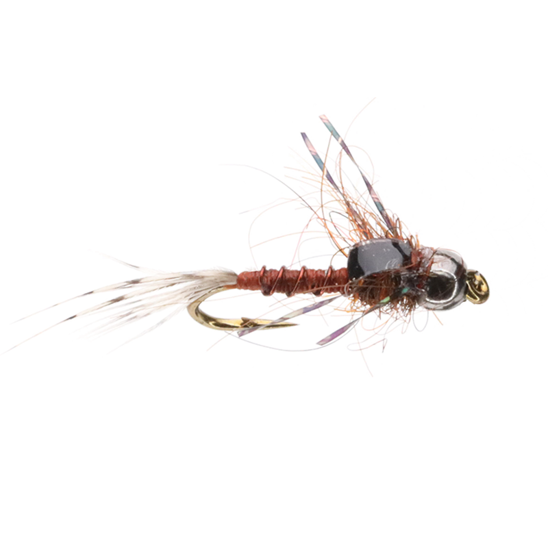 Bug E Nymph