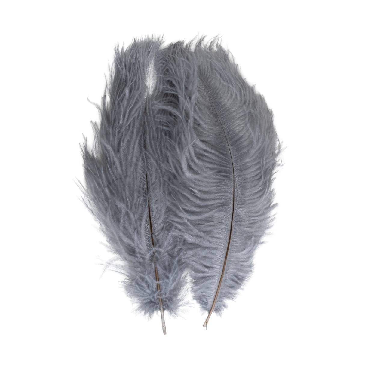 Ostrich Tail Feather Pair