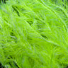 Upavon Two-Tone Straggle Hackle